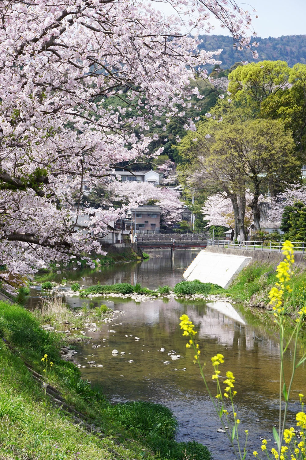 金倉川