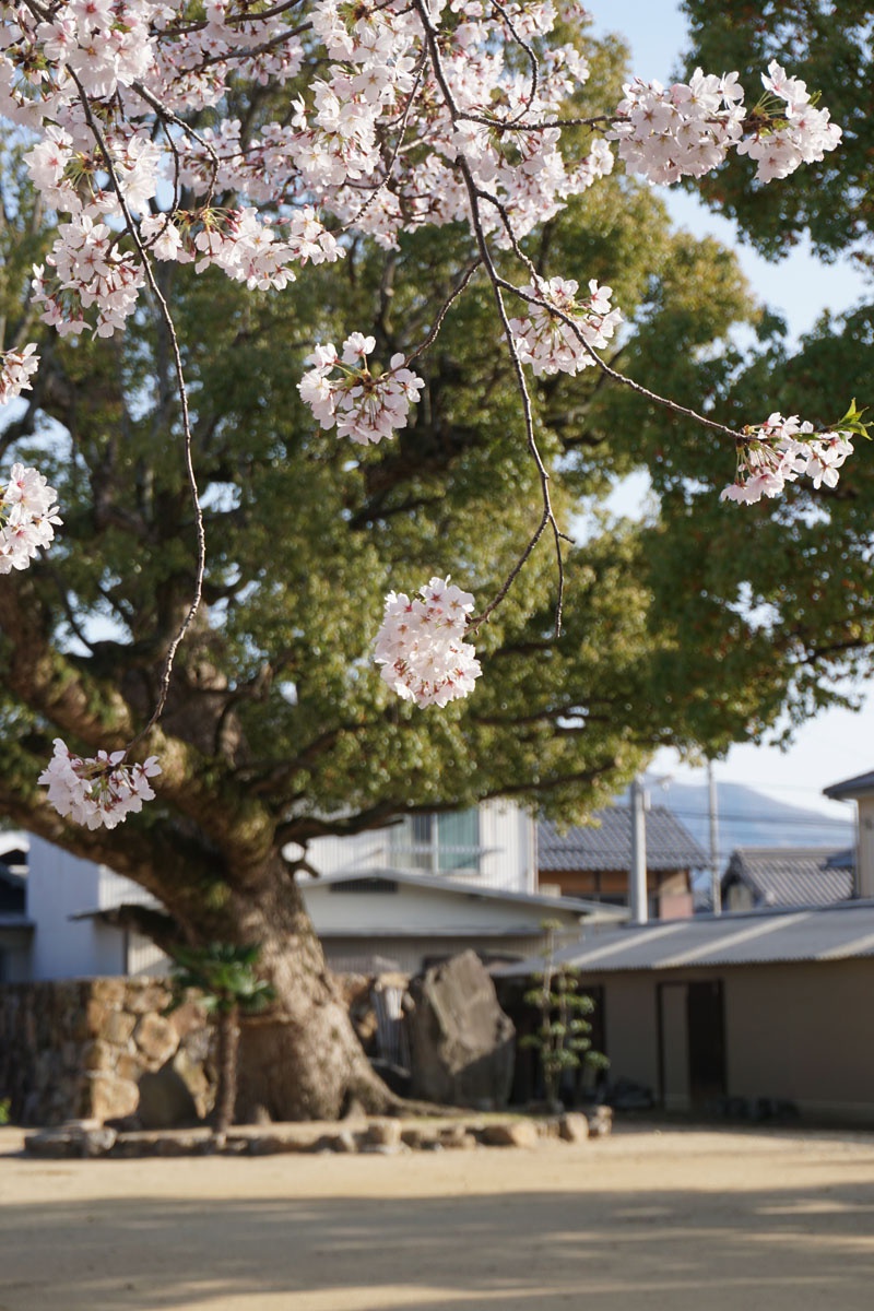 桜と御神木