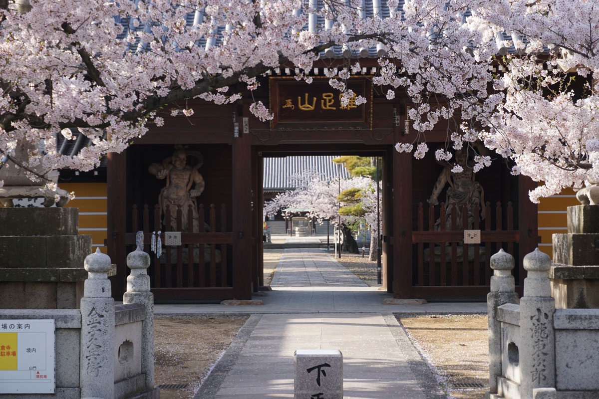 仁王門前の桜の門