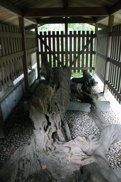 自凝島神社御神木