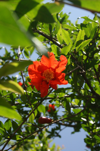 ざくろの花